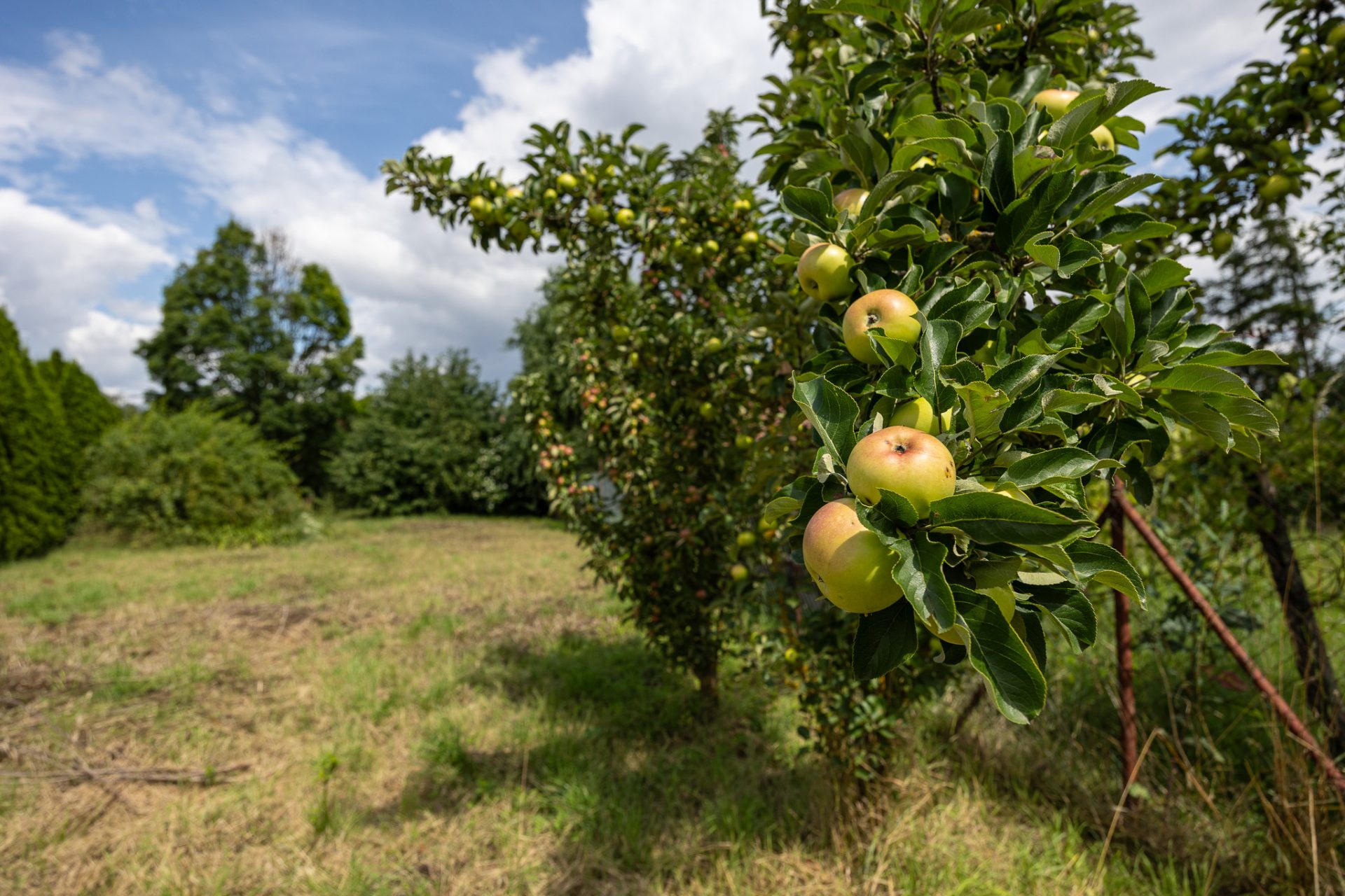 Pozemek s potenciálem (okr. Prostějov)