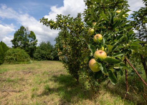 Pozemek s potenciálem (okr. Prostějov)